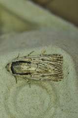 Sympistis badistriga