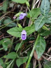 Torenia asiatica