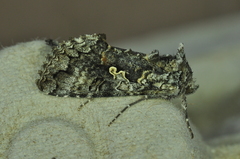 Syngrapha octoscripta