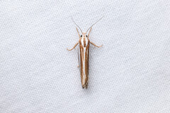 Catoryctis subparallela