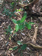 Smilax lanceifolia