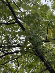 Juglans nigra