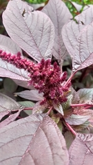 Amaranthus hypochondriacus