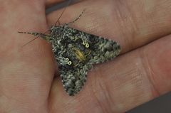 Syngrapha octoscripta