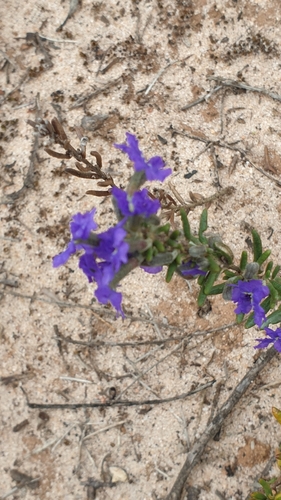 Image of Dampiera rosmarinifolia by (c) Rosalie Lawrence, some rights reserved (CC BY)