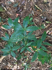 Sarcandra glabra