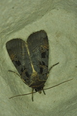 Pseudohermonassa tenuicula