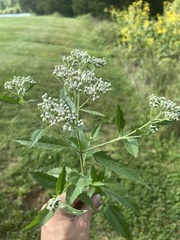 Eupatorium serotinum