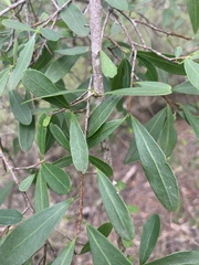 Erythroxylum australe