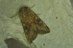 Loscopia velata