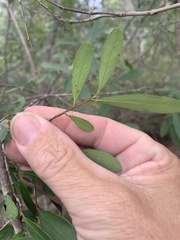 Erythroxylum australe