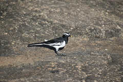 Motacilla maderaspatensis
