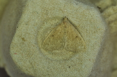 Zanclognatha protumnusalis