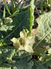 Jaborosa runcinata