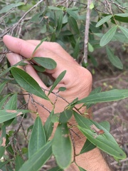 Erythroxylum australe