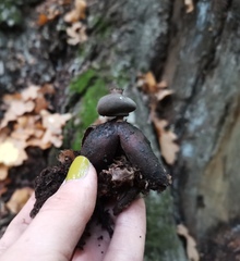 Geastrum fornicatum