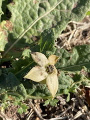 Jaborosa runcinata