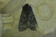 Apamea impulsa