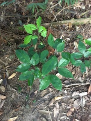 Archidendron lucidum