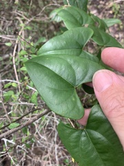 Dioscorea transversa