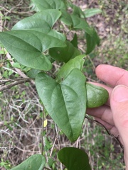 Dioscorea transversa