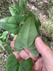 Dioscorea transversa