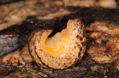 Philomycus togatus