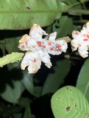 Clusiaceae
