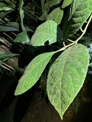 Clusiaceae