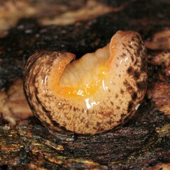 Philomycus togatus