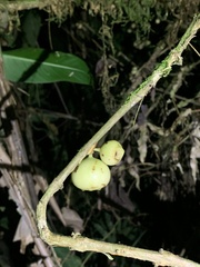 Clusiaceae