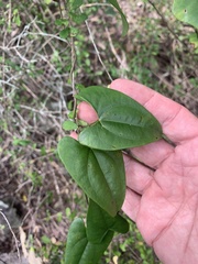 Dioscorea transversa