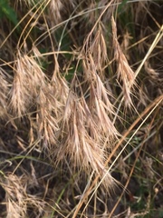 Bromus sterilis
