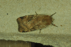 Cryptocala acadiensis