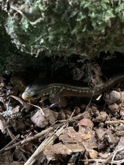 Diploglossus bilobatus