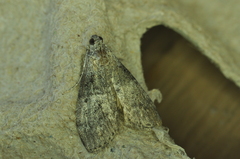 Pococera asperatella