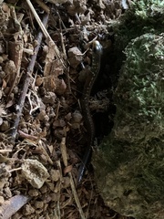 Diploglossus bilobatus