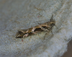 Aristotelia fungivorella