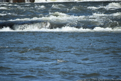 Motacilla maderaspatensis