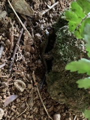 Diploglossus bilobatus