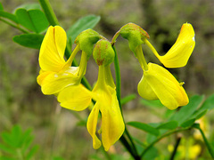 Hippocrepis emerus