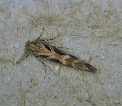 Aristotelia fungivorella