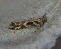 Aristotelia fungivorella