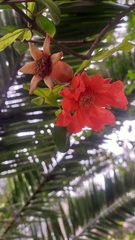 Punica