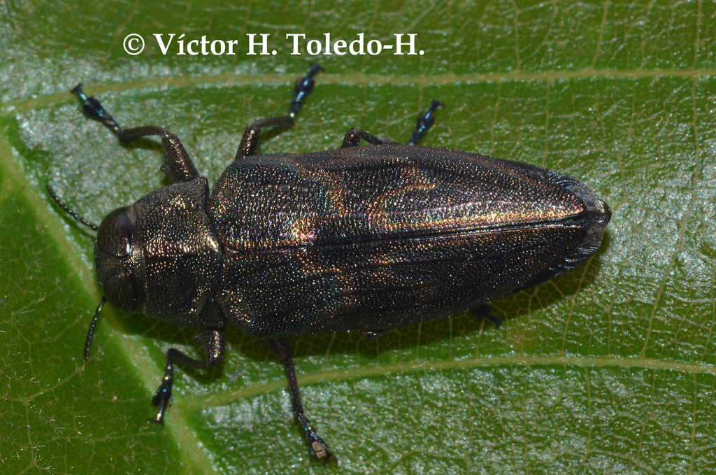 Actenodes calcaratus