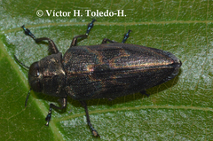 Actenodes calcaratus