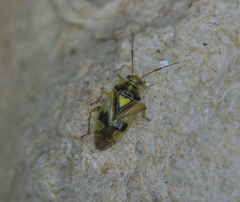 Orthops scutellatus