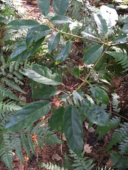 Elaeocarpus japonicus