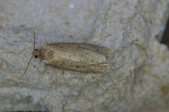 Choristoneura fumiferana