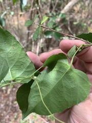 Cissus reniformis